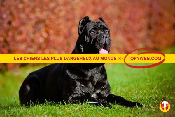 Top 10 Des Chiens Les Plus Dangereux Au Monde